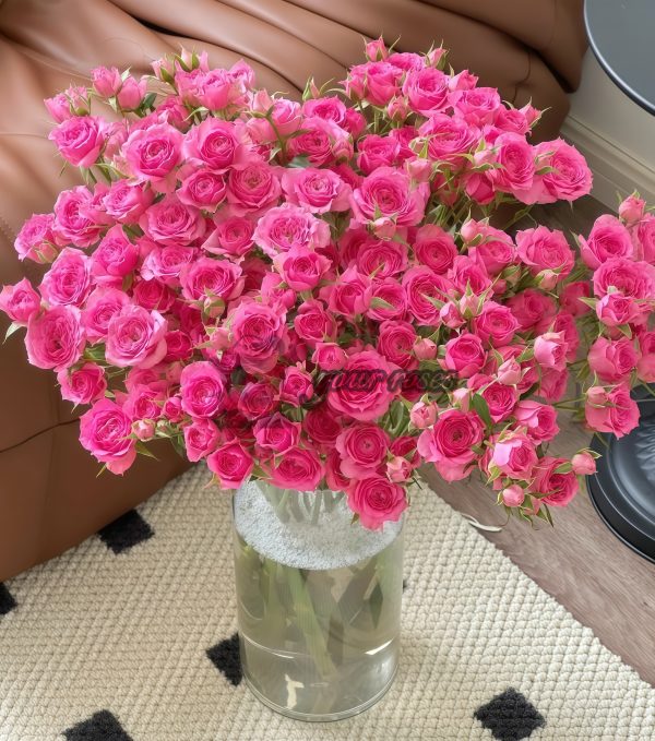 Baby Sophie Rose for sale丨Your roses