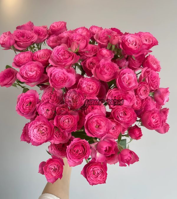 Baby Sophie Rose丨Your roses