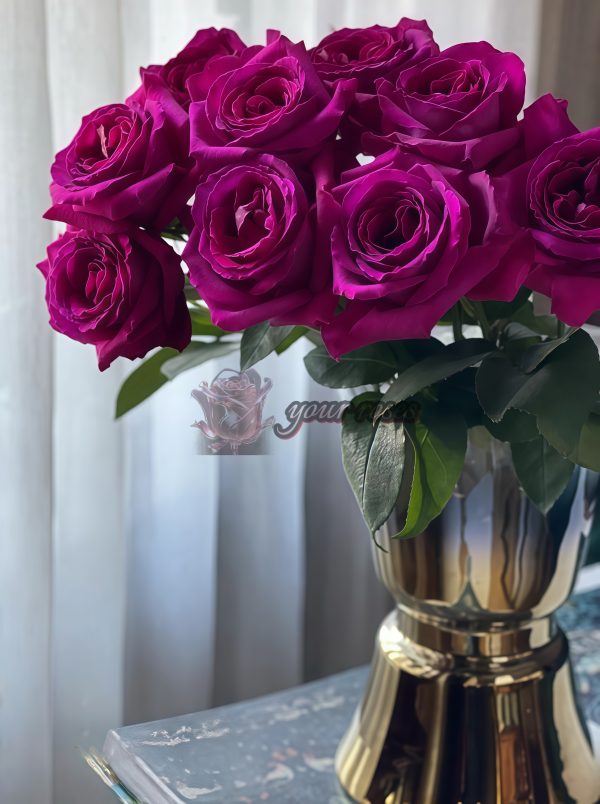 Belles Rives Rose plant丨Your roses
