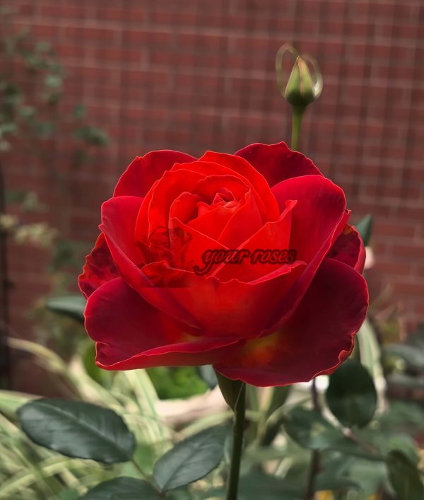 Café! Rose for sale丨Your roses