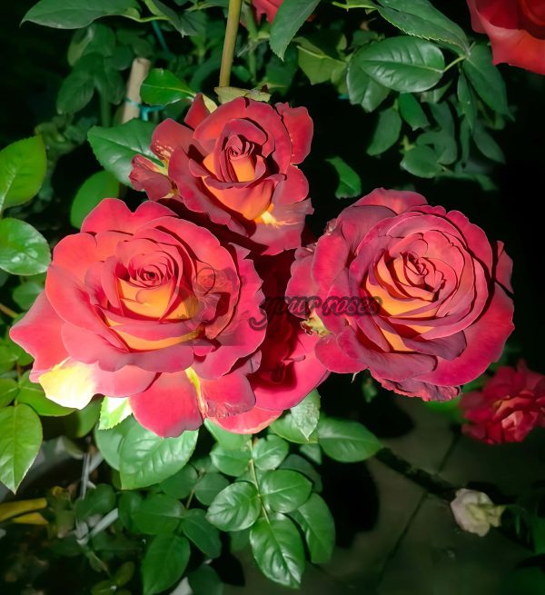 Café! Rose丨Your roses