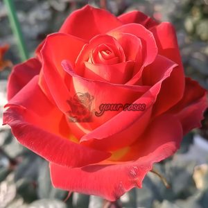 Café! Rose plant丨Your roses