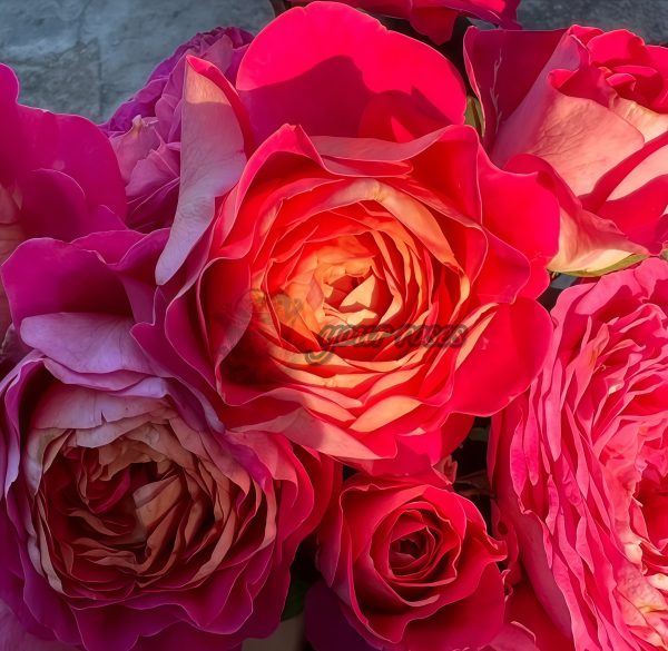 Centenaire de l'Haÿ-les-roses Rose丨Your roses