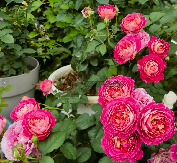 Centenaire de l'Haÿ-les-roses Rose丨Your roses