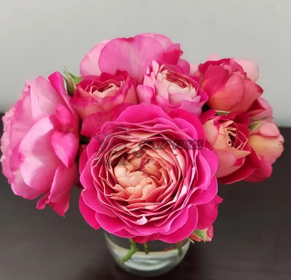 Centenaire de l'Haÿ-les-roses Rose for sale丨Your roses
