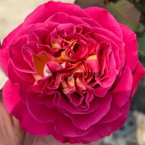 Centenaire de l'Haÿ-les-roses Rose plant丨Your roses