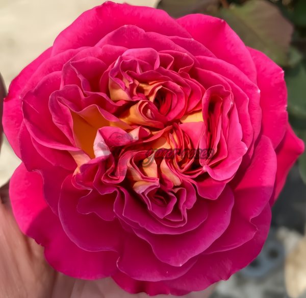 Centenaire de l'Haÿ-les-roses Rose plant丨Your roses