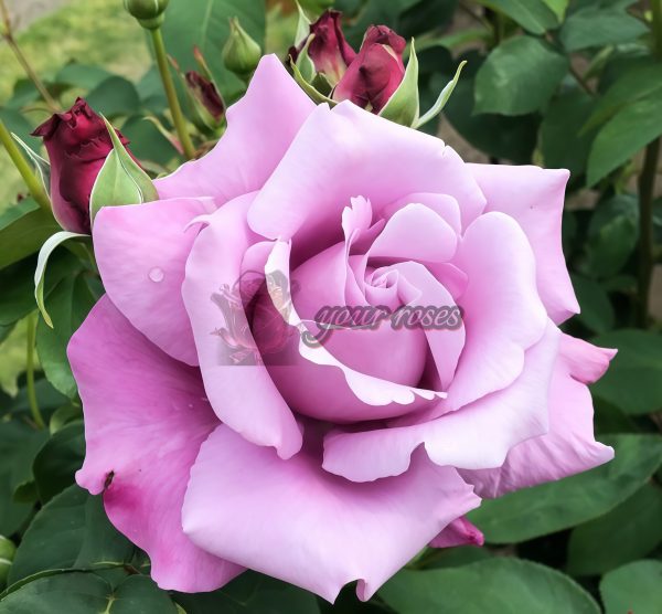 Charles de Gaulle Rose plant丨Your roses