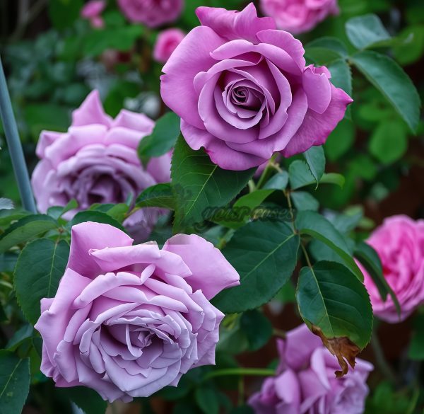 Charles de Gaulle Rose丨Your roses
