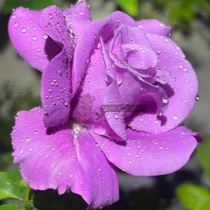 Charles de Gaulle Rose for sale丨Your roses