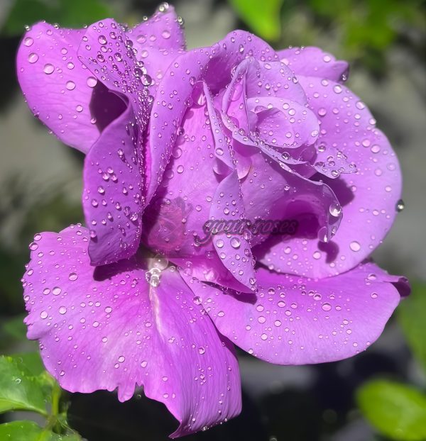 Charles de Gaulle Rose for sale丨Your roses