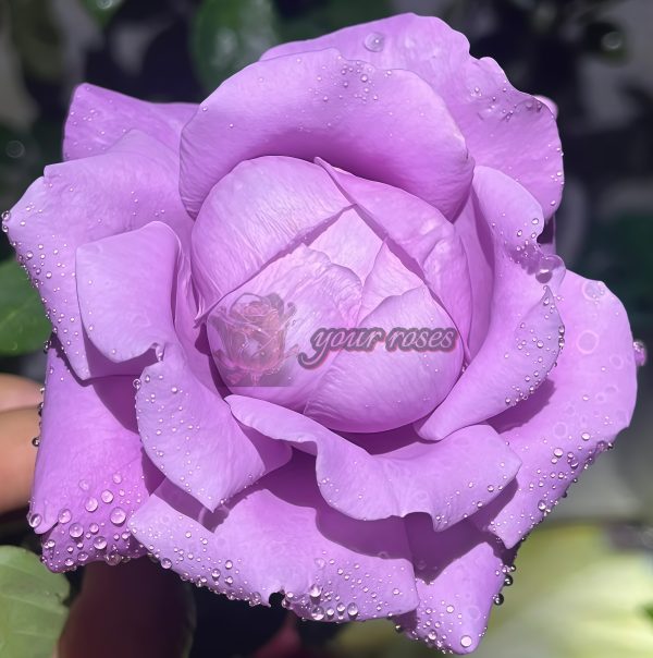 Charles de Gaulle Rose丨Your roses