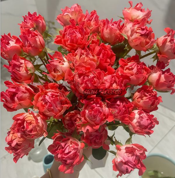 Cinnabar Sea Anemone Rose plant丨Your roses