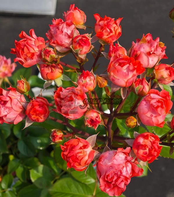 Cinnabar Sea Anemone Rose丨Your roses