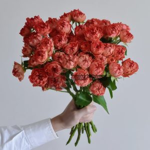 Cinnabar Sea Anemone Rose for sale丨Your roses