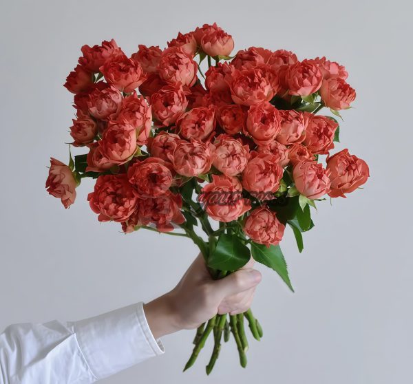 Cinnabar Sea Anemone Rose for sale丨Your roses