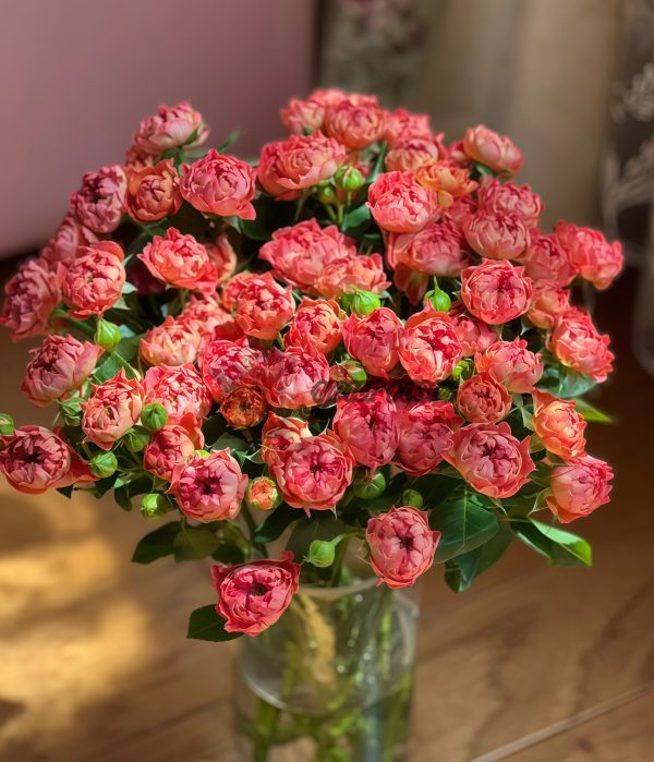 Cinnabar Sea Anemone Rose丨Your roses