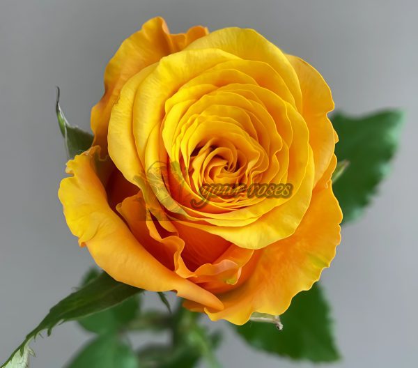 Cleopatra Rose for sale丨Your roses