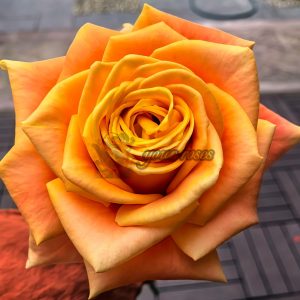 Cleopatra Rose丨Your roses