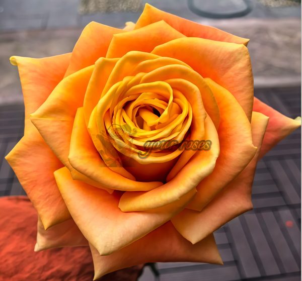 Cleopatra Rose丨Your roses