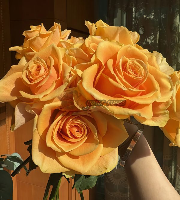Cleopatra Rose plant丨Your roses