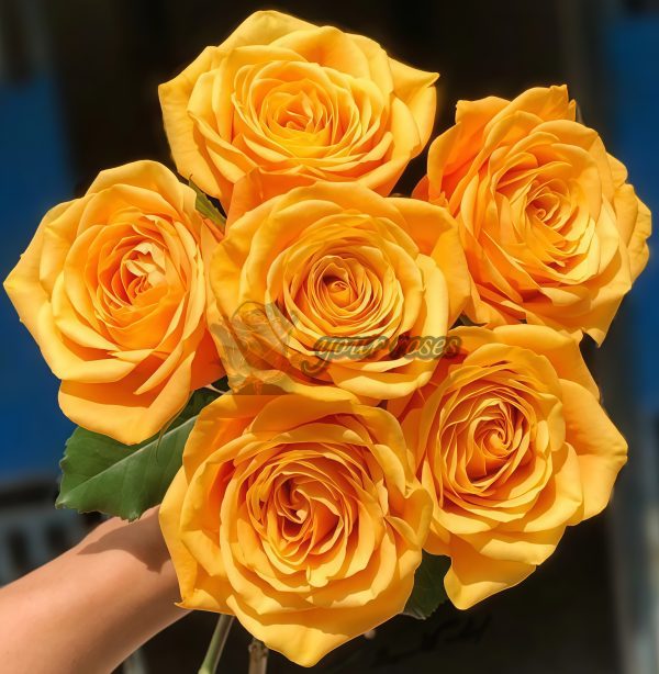 Cleopatra Rose丨Your roses