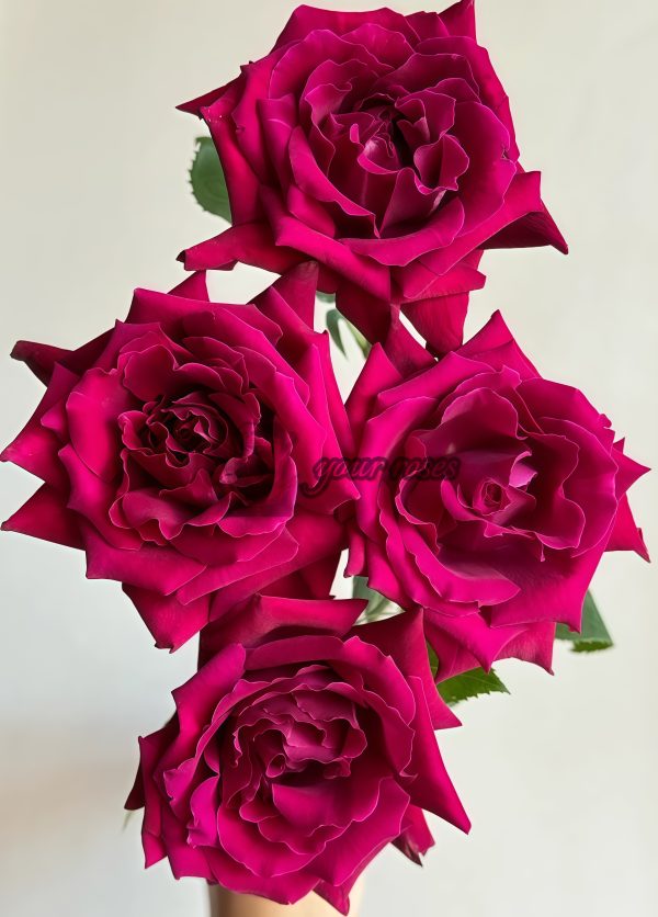 Colline Rouge Rose for sale丨Your roses