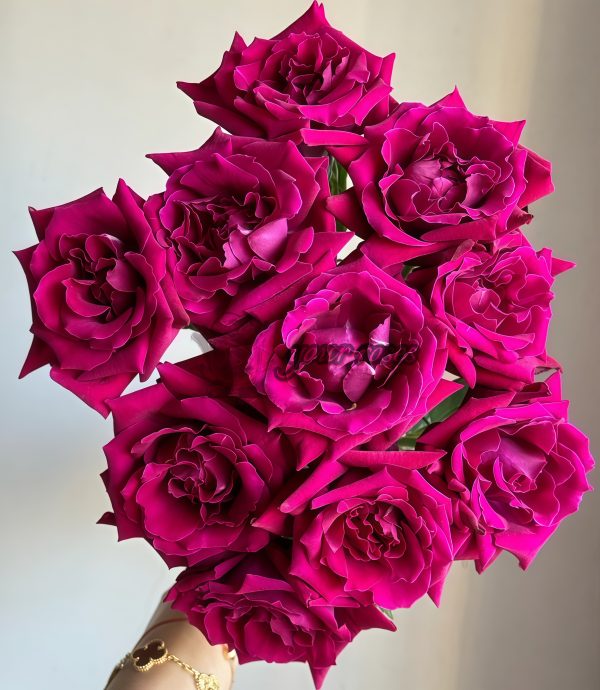 Colline Rouge Rose丨Your roses