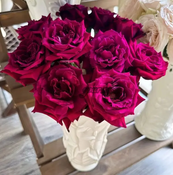 Colline Rouge Rose plant丨Your roses