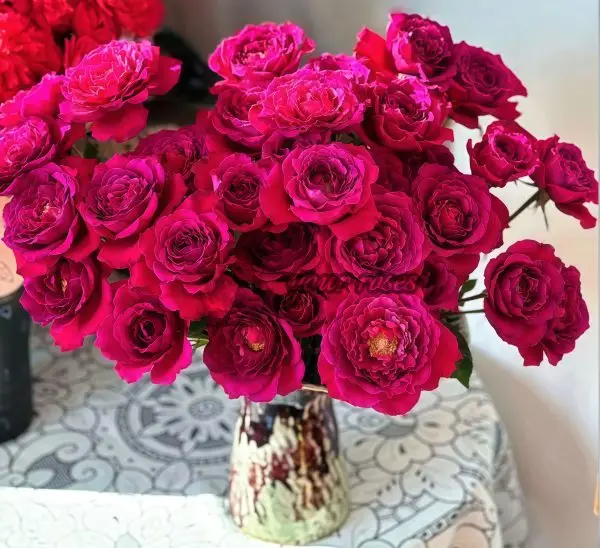 Colline Rouge Rose丨Your roses
