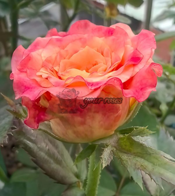 Country Aquarelle Rose丨Your roses