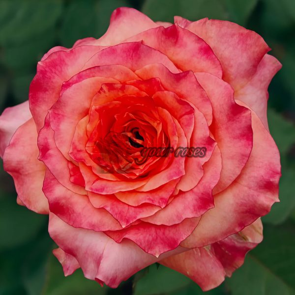 Country Aquarelle Rose for sale丨Your roses