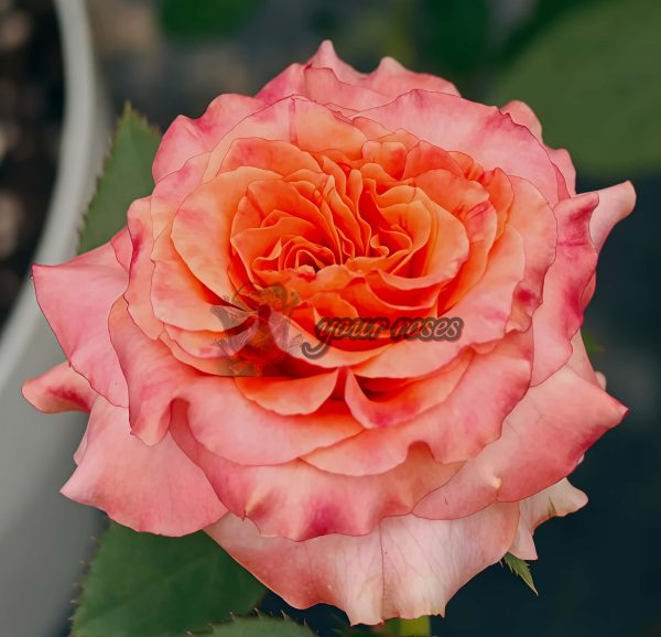 Country Aquarelle Rose丨Your roses