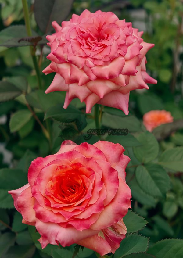 Country Aquarelle Rose plant丨Your roses