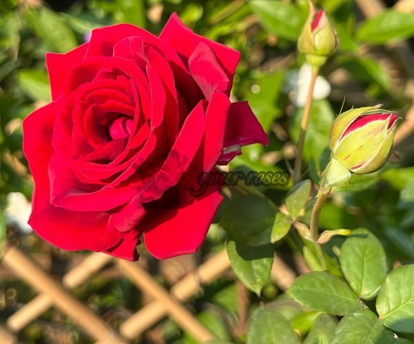 Crimson Glory Rose plant丨Your roses