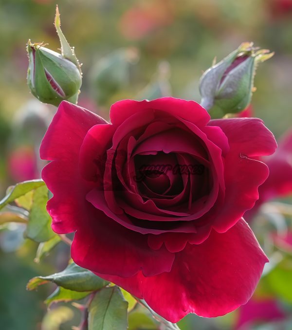 Crimson Glory Rose for sale丨Your roses