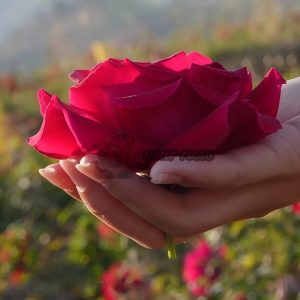 Crimson Glory Rose丨Your roses