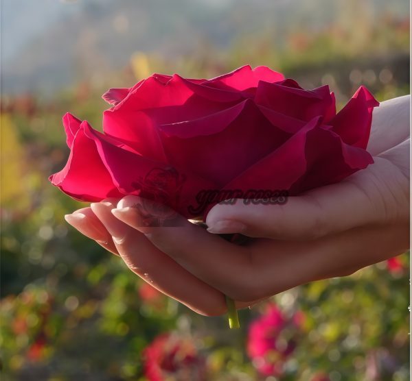Crimson Glory Rose丨Your roses