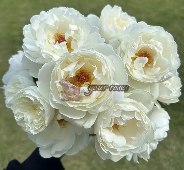 Cygne Antike Rose plant丨Your roses