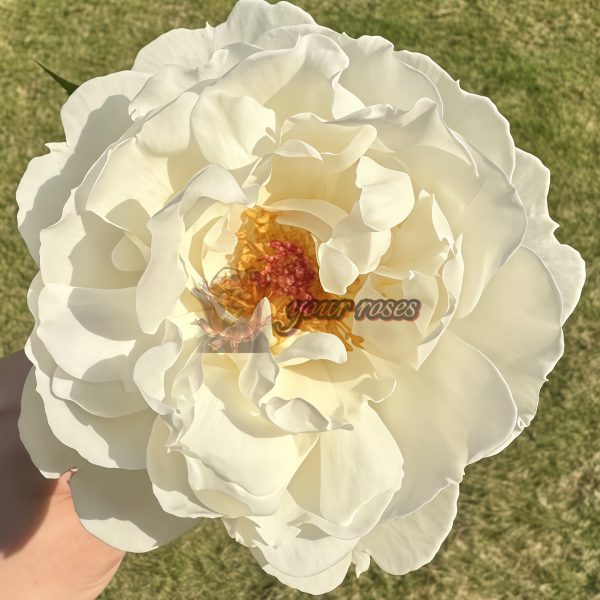 Cygne Antike Rose丨Your roses