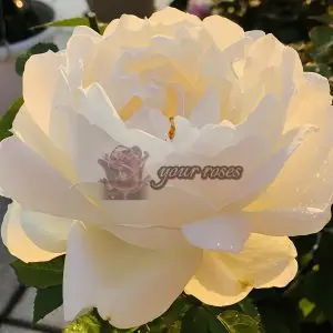 Cygne Antike Rose for sale丨Your roses