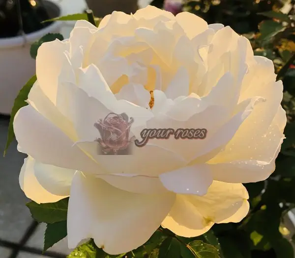 Cygne Antike Rose for sale丨Your roses