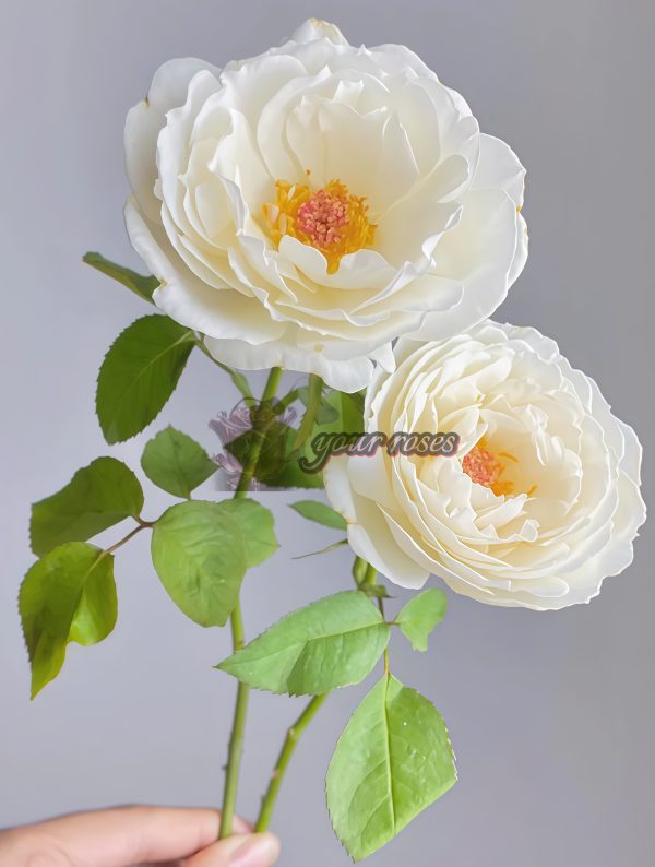 Cygne Antike Rose丨Your roses