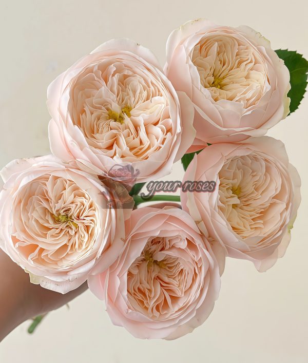 Darlington Rose丨Your roses