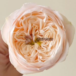Darlington Rose plant丨Your roses