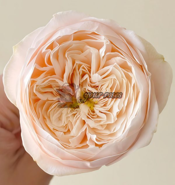 Darlington Rose plant丨Your roses