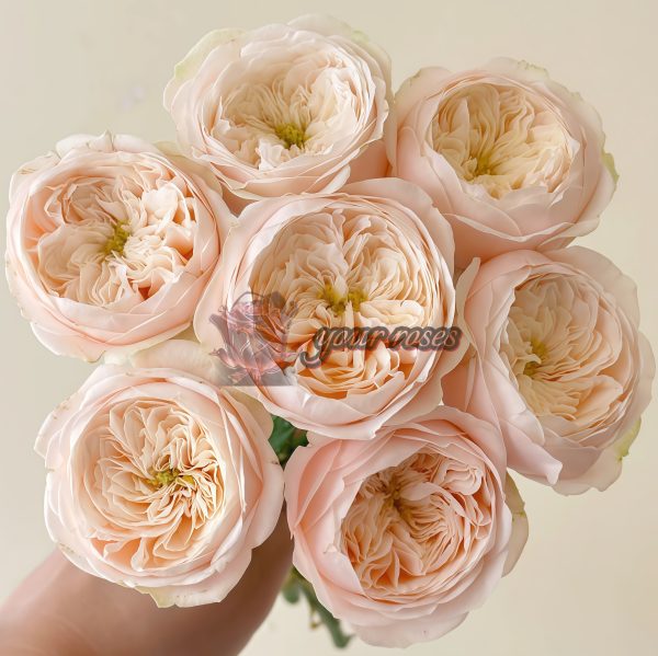 Darlington Rose丨Your roses