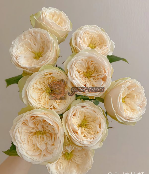 Darlington Rose for sale丨Your roses