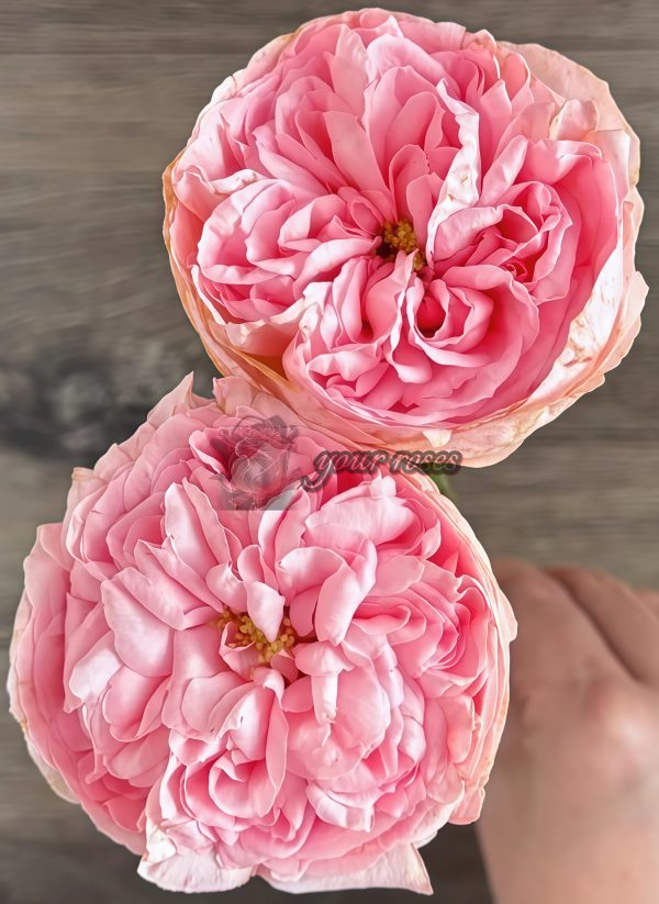 Dolce Summerhouse Rose plant丨Your roses
