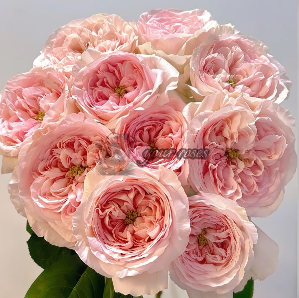 Dolce Summerhouse Rose丨Your roses